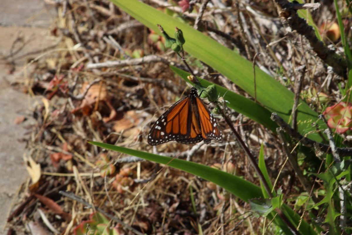 A monarch butterfly rests on a stray twig. Monarch butterflies began their migration to Mexico in August.