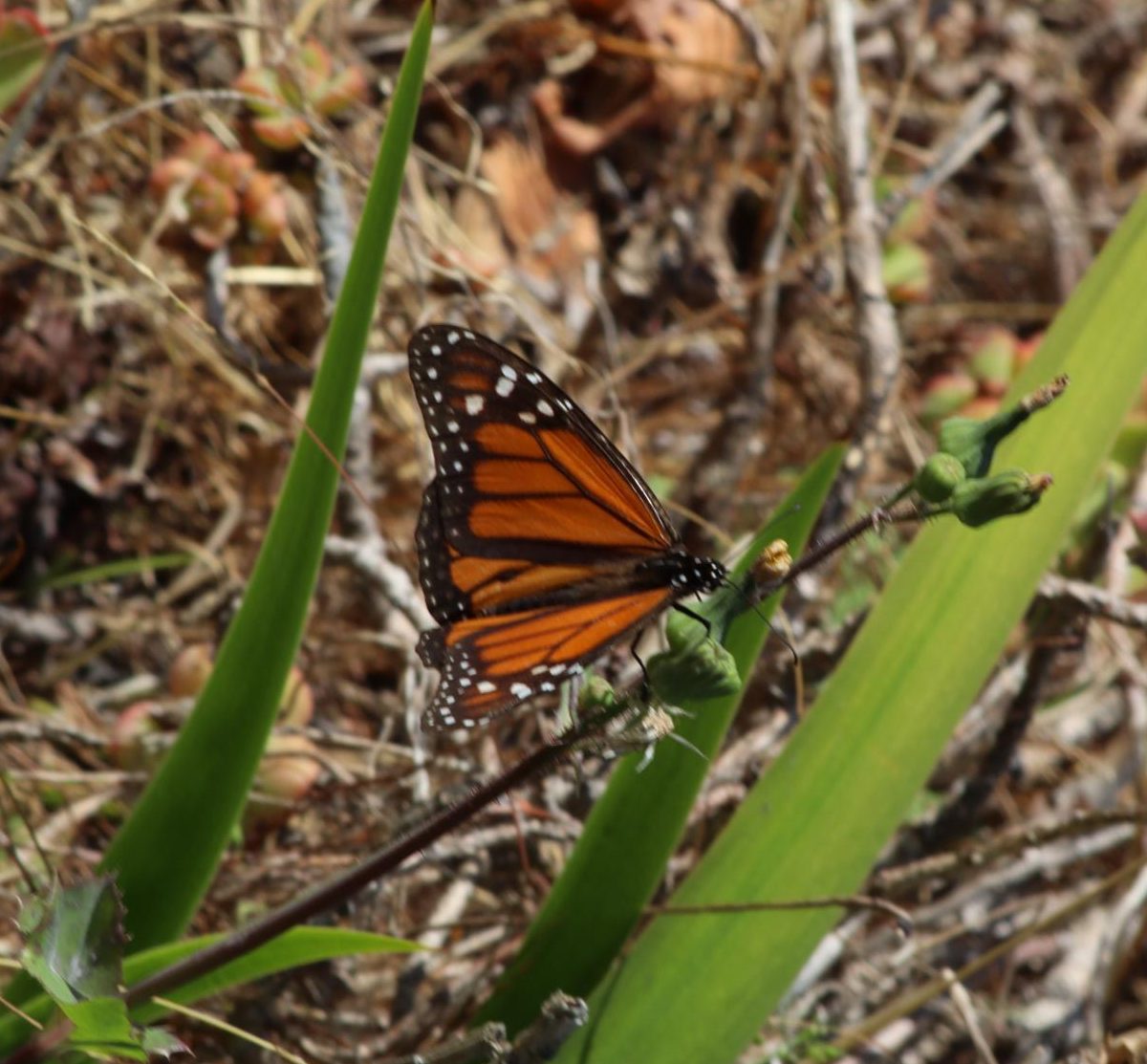 A monarch butterfly rests on a stray twig. Monarch butterflies began their migration to Mexico in August.