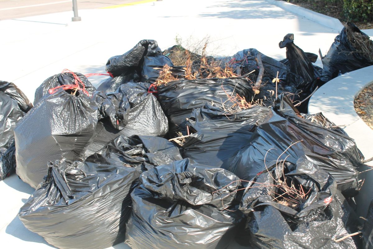 Multiple garbage bags became full with weeds and trash. The parking lot, stadium and front entrance were few of the many areas that were considered in need of focus during the cleanup.