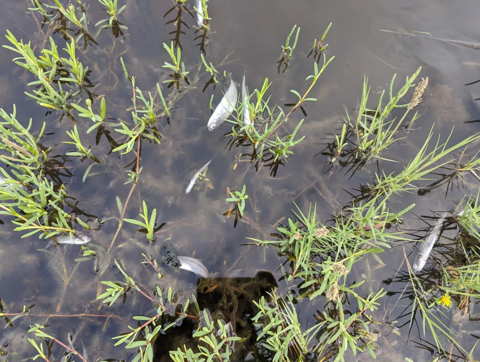 Marine wildlife in the San Elijo Lagoon is facing a rapid population decrease due to sand accumulation and inadequate oxygen levels. Dead fish were spotted near water surfaces by local residents. Photo Courtesy of Nature Collective.