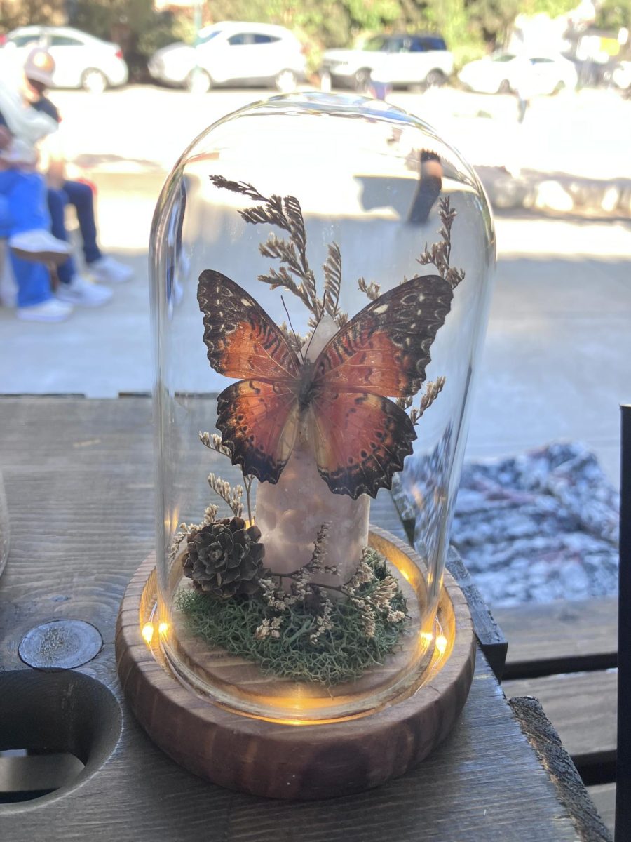 A butterfly taxidermied and kept inside a lit up glass vase at the Little Italy Farmers Market. The creator of the art also made exhibits with bats and other insects. 