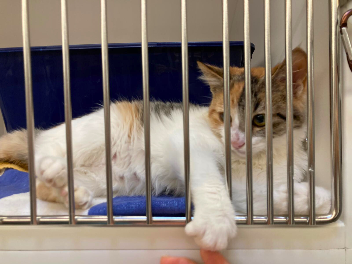 Hot Tamale is one of the cats at San Diego Humane Society's San Diego campus Adoption Center. The organization recently renovated the center to better care for the over 10,000 homeless pets that it shelters. 