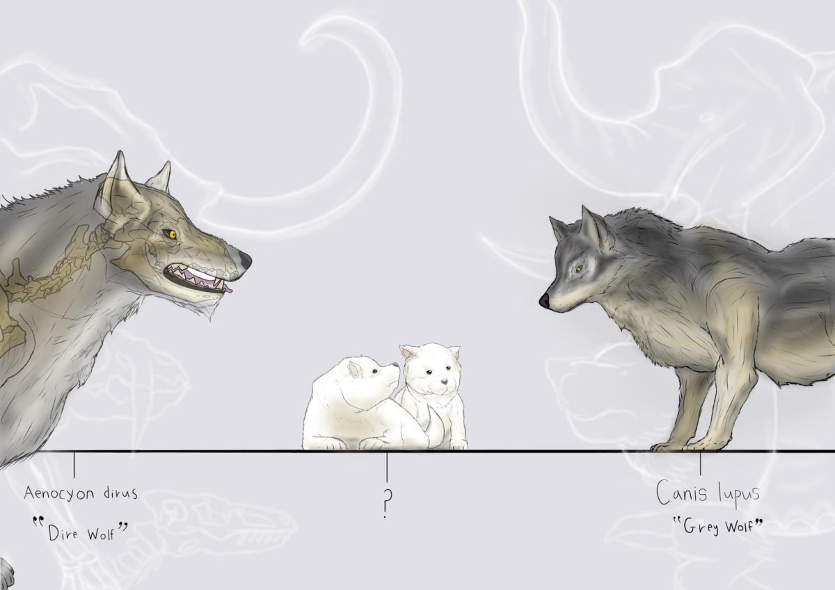 The dire wolf pups revived by Colossal Biosciences are genetically modified grey wolves which do not have DNA identical to the original dire wolf. The Falconer staff examined the implications of reviving extinct species.