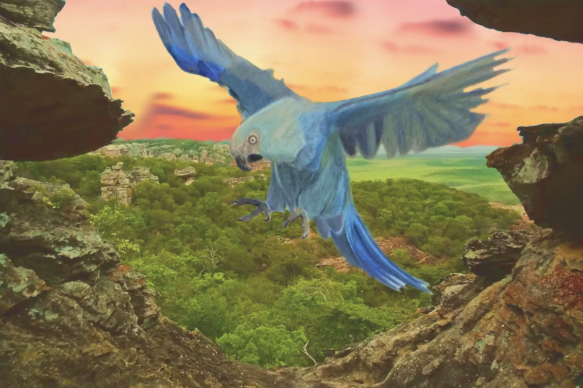 The artwork depicts the Spix Macaw in flight, standing out against a dramatic background of rocks, trees, and a glowing sunset. The piece used a blend of colored pencil and Canva. Photo courtesy of Katie O'Brien.