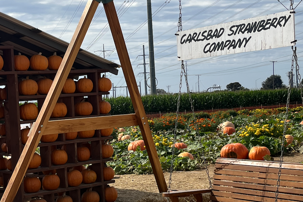 At the Carlsbad Strawberry Field Pumpkin Patch, a swinging bench is set up alongside a house with pumpkins for walls. This provided an area for customers to rest and take in other parts of the patch, such as the flower fields.
