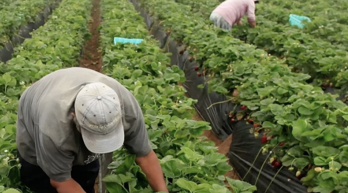 Workers and patrons pick strawberries at Carlsbad Strawberry Fields. These fields started hosting local events in the early 1900s. Photo courtesy of Portia Perry.