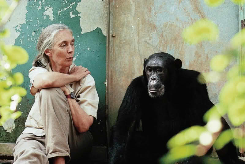 In Gombe, Jane Goodall interacts with a chimpanzee. Gombe was the location where Goodall began her research. Photo courtesy of Creative Commons.