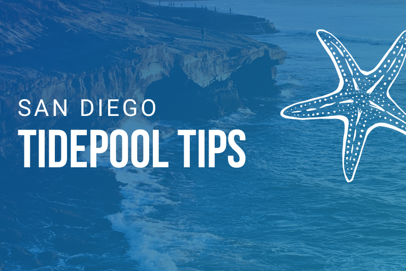San Diego tide pooling