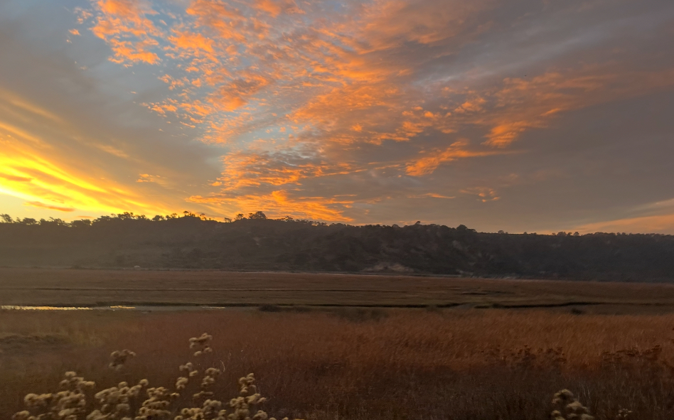 The Torrey Pines State Natural Reserve Extension is located along Los Peñasquitos Lagoon, next to the main reserve. It remained open during the four-month closure of other trails.