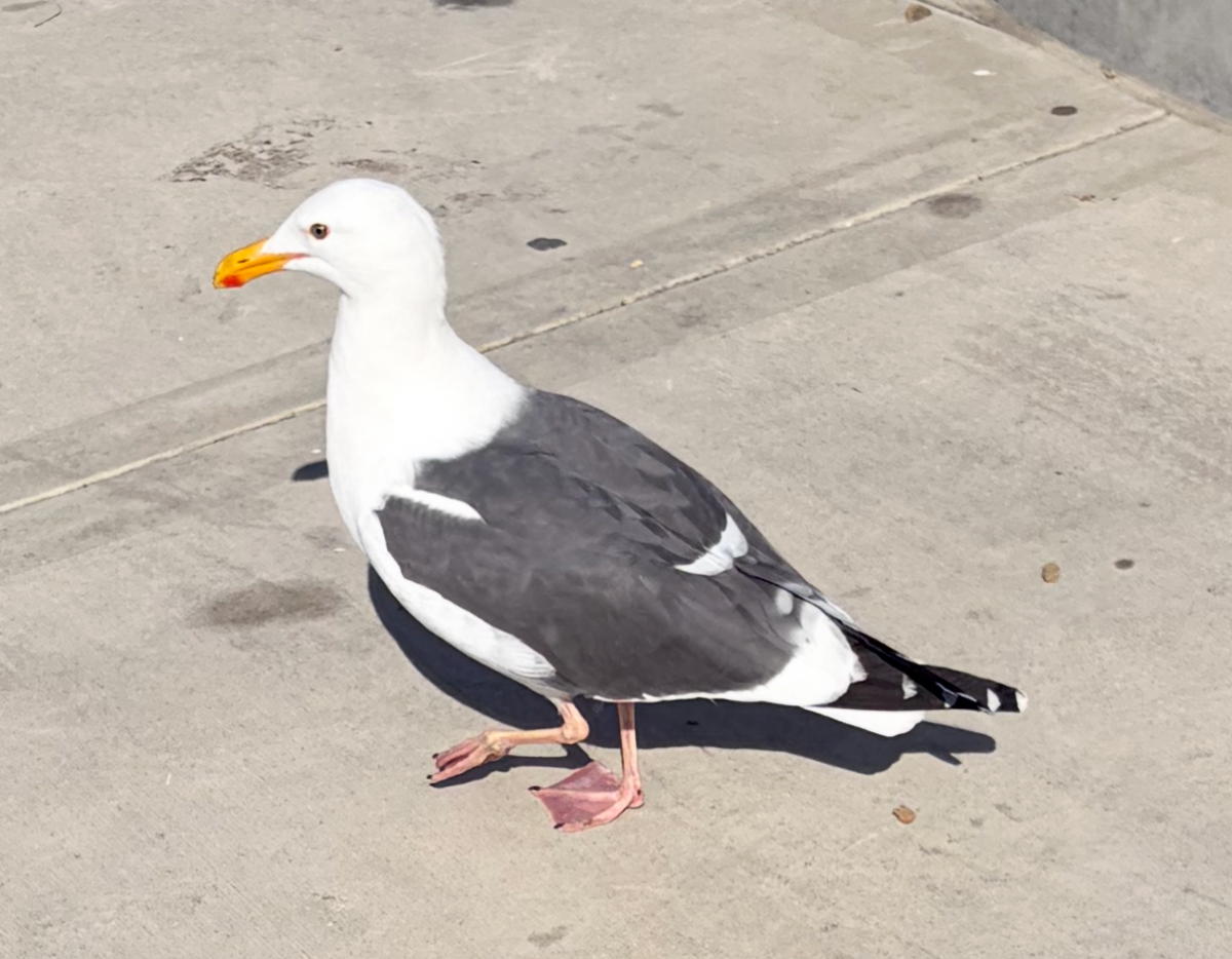 A seagull prowls the school campus. Their diets consisted of school lunch.