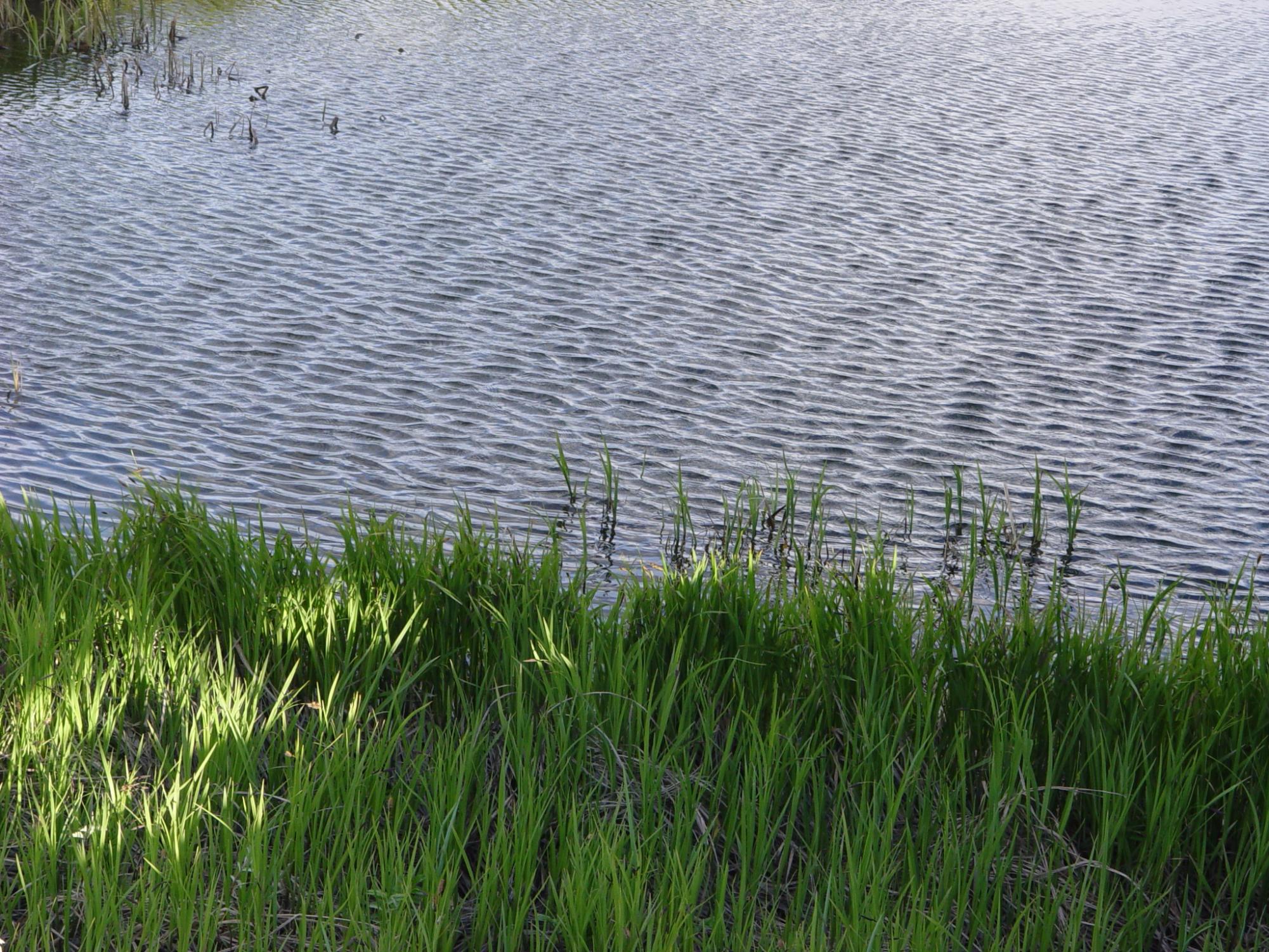 The wind ripples pond water by a grassy field. Feng took the photo while walking across Potter Marsh near Anchorage, Alaska. 