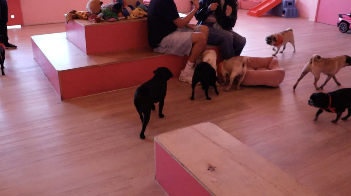 Pugs roam Cuppapug Cafe. The cafe opened in 2024. Photo courtesy of Eamon Hinton. 
