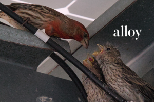 The school's literary magazine, Firstflight, releases its 2026 edition: alloy. This edition explores the mix of nature and man-made. Photo courtesy of Albert Cho.