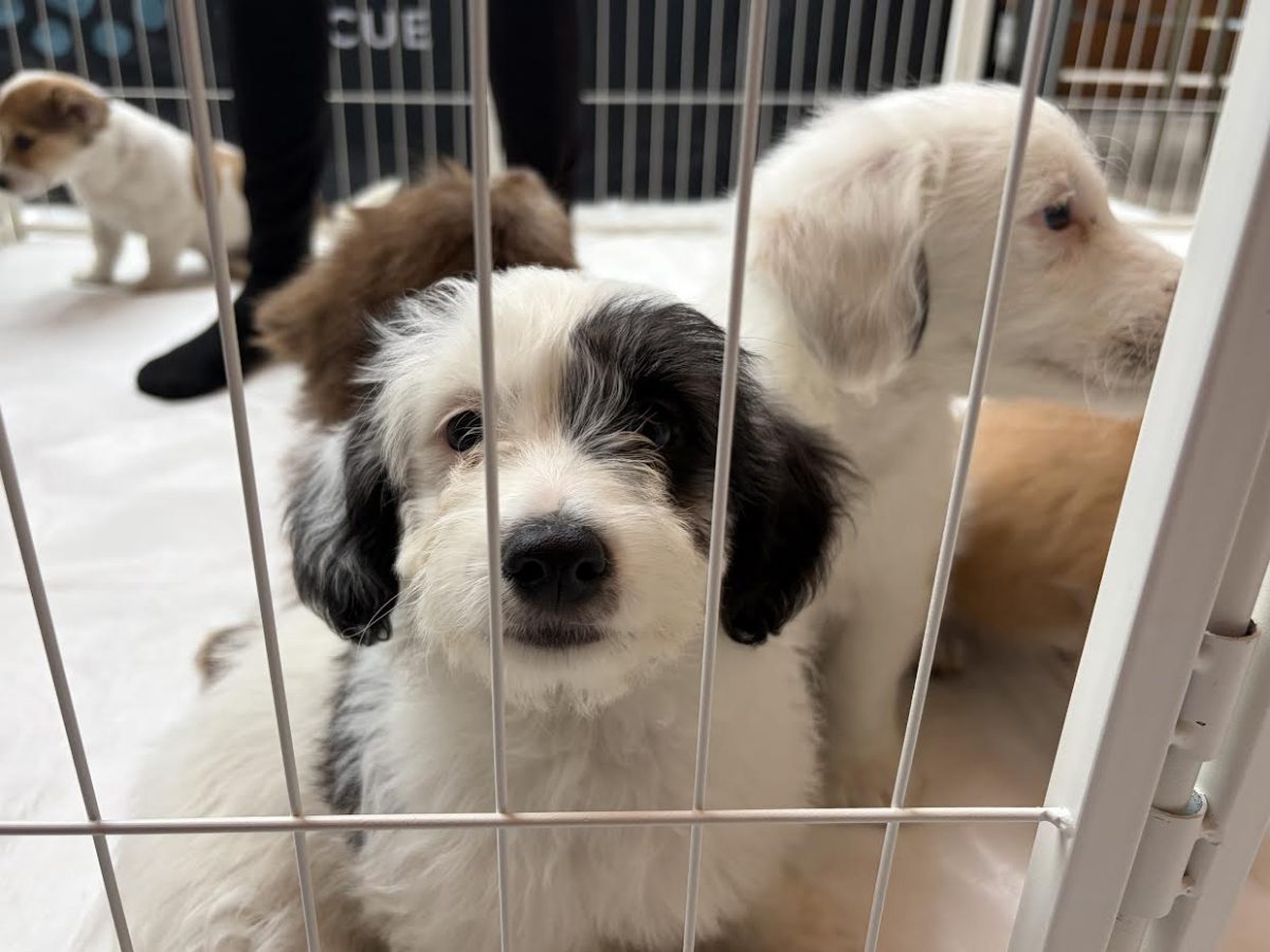 Each dog is available for adoption, fostering or cuddling. These dogs were rescued from all over North America.